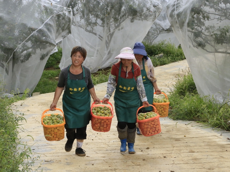 修文縣大石布依族鄉高坪村的數百畝晚香脆李陸續成熟，步入采摘季 修文縣融媒體中心姜繼恒 攝