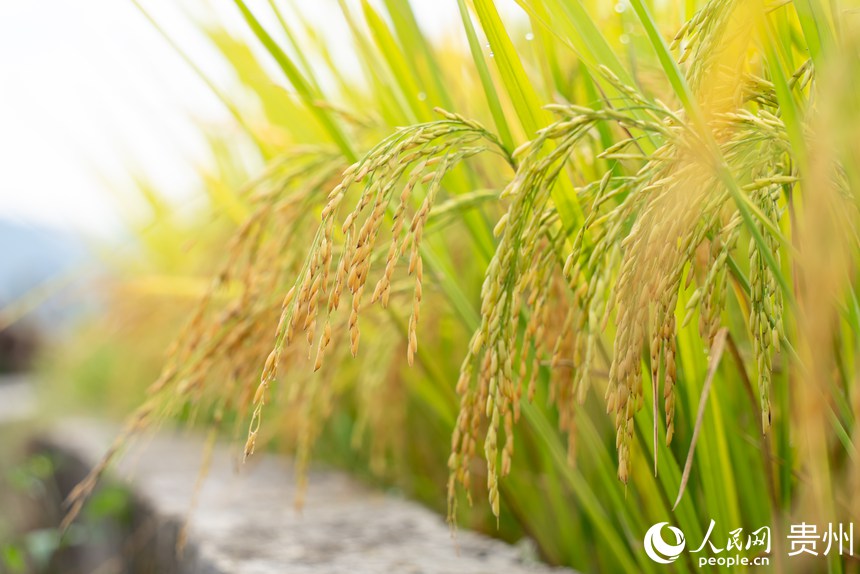 梯田內沉甸甸的稻谷。人民網記者 涂敏攝