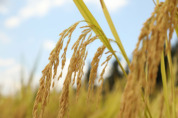 顆粒飽滿的水稻。