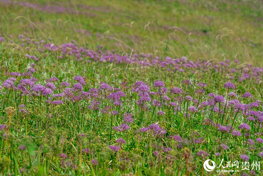 韭菜坪景區盛開的韭菜花。人民網 涂敏攝