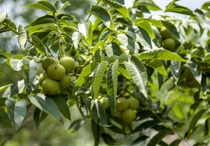 赫章嫁接兩年的掛果核桃。李學友攝