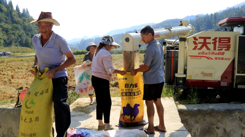 一串串飽滿的稻穗被飛速轉動的齒輪卷入“腹中”，隨著齒輪轉動，谷粒、稻草迅速分離，脫粒后的稻谷從收割機出糧口傾瀉而出，灌滿村民的一個個儲糧袋。 修文縣融媒體中心查姜維 攝