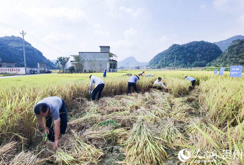 人工收割。人民網記者 王秀芳攝