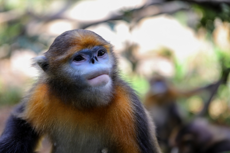 3 貴州梵凈山國家級自然保護區黔金絲猴研究中心拍攝的黔金絲猴。 （李鶴攝）