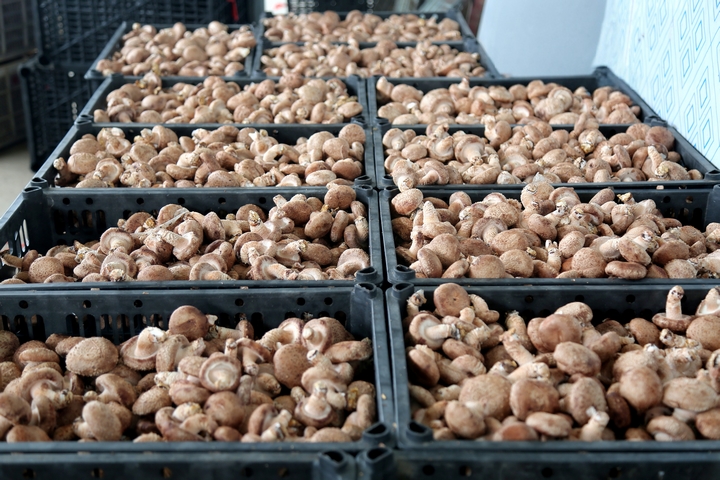 平壩天馬食用菌基地60萬棒香菇迎豐收。