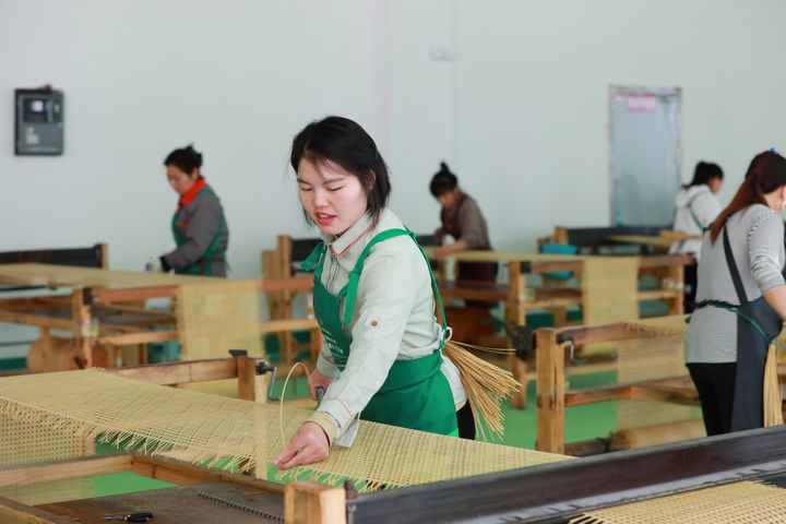 居民楊政清在藤編廠里工作。楊家孟攝