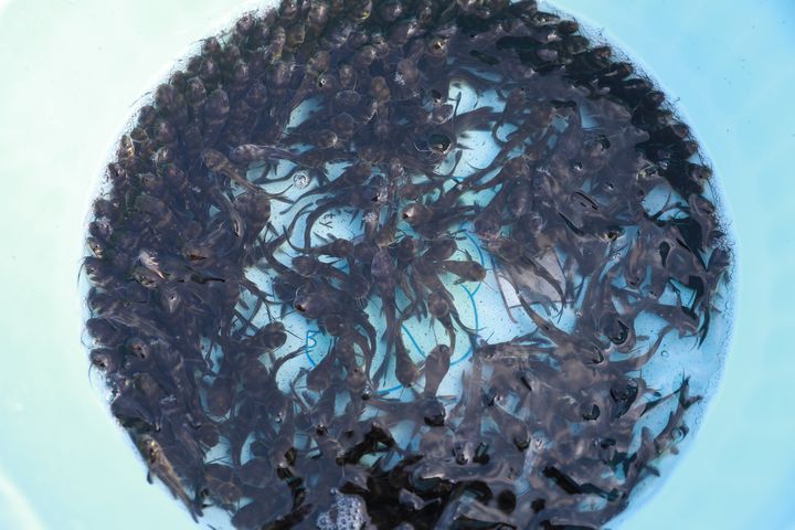 待放的黃顙魚魚苗。謝達意攝