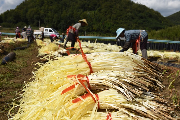 采割韭黃。