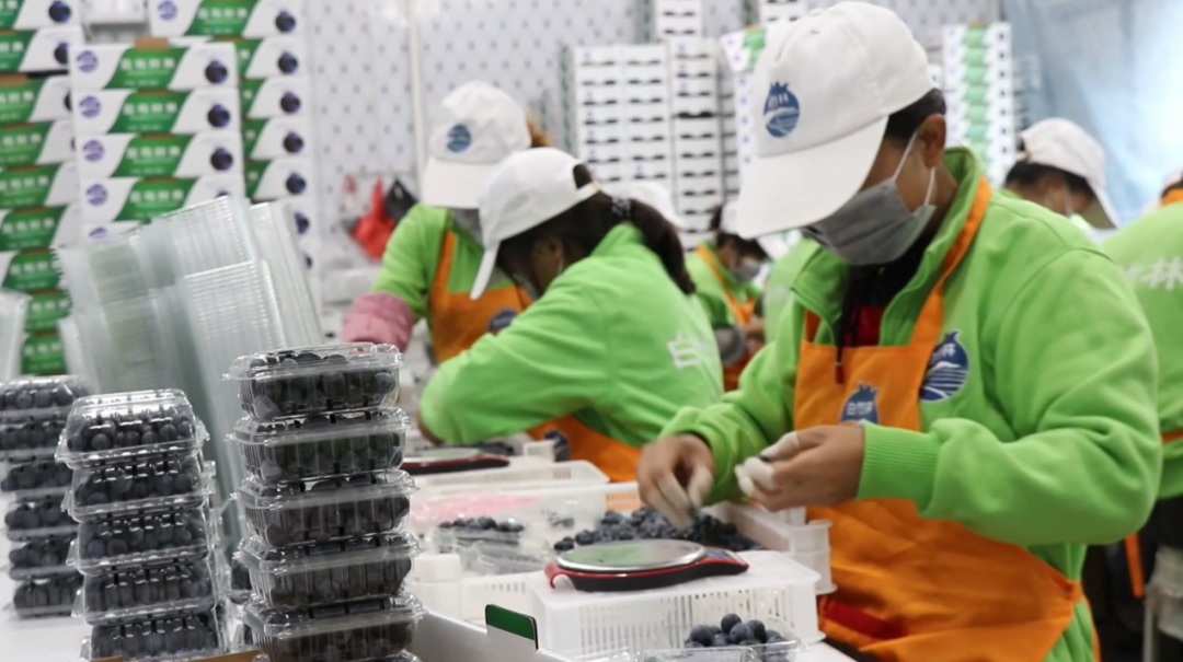 麻江縣充分發揮比較優勢 做大做強特色產業。