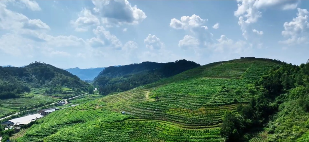 麻江縣充分發揮比較優勢 做大做強特色產業。