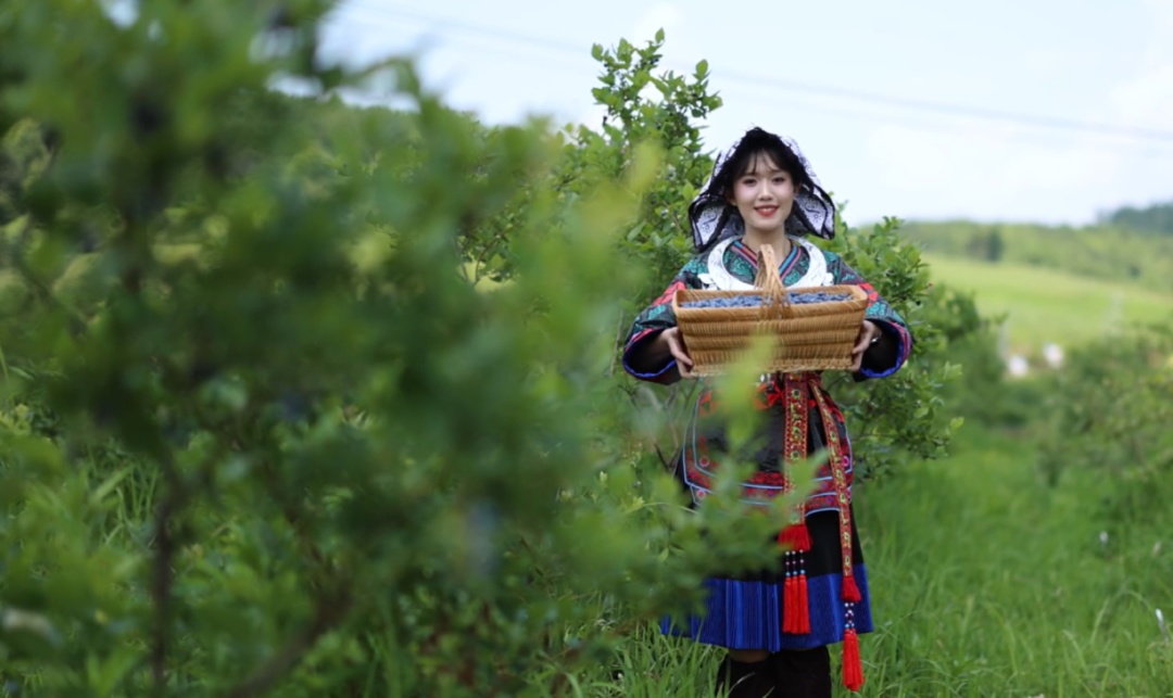 麻江縣充分發揮比較優勢 做大做強特色產業。