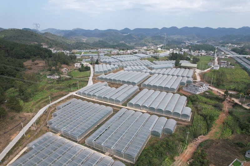 修文縣小箐鎮大棚 。查姜維 攝