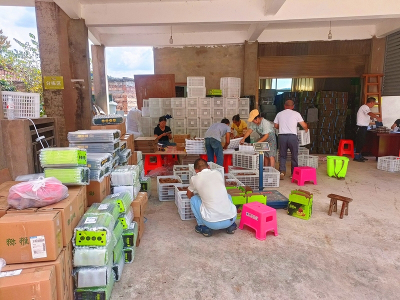 獼猴桃打包車間。常禮文 攝