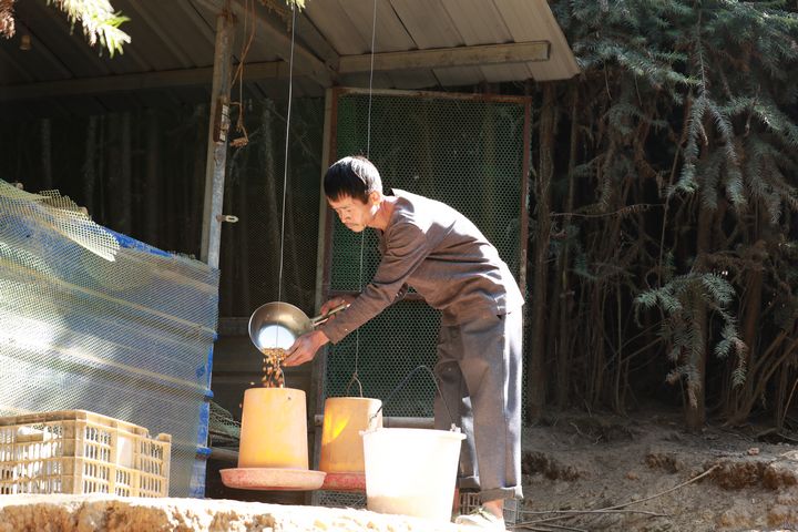 劍河縣南哨鎮九虎村林下雞養殖基地的飼養員在投放玉米。張碧桃攝
