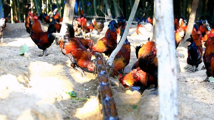 劍河縣南哨鎮九虎村林下雞養殖基地。楊潔茹攝
