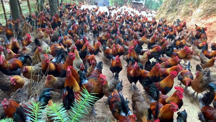 劍河縣南哨鎮九虎村林下雞養殖基地。張碧桃攝