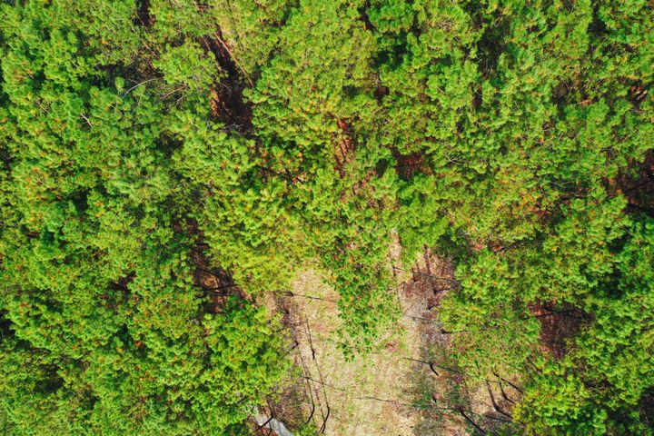 在岑松鎮灣根村林下淫羊藿種植基地，茂密的林木航拍大景。