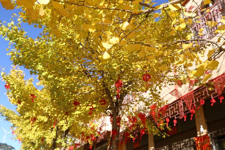 在云上結構，金黃的銀杏、藍天、白云、身著民族服飾的人們，共同繪就了唯美畫卷。湯斌攝