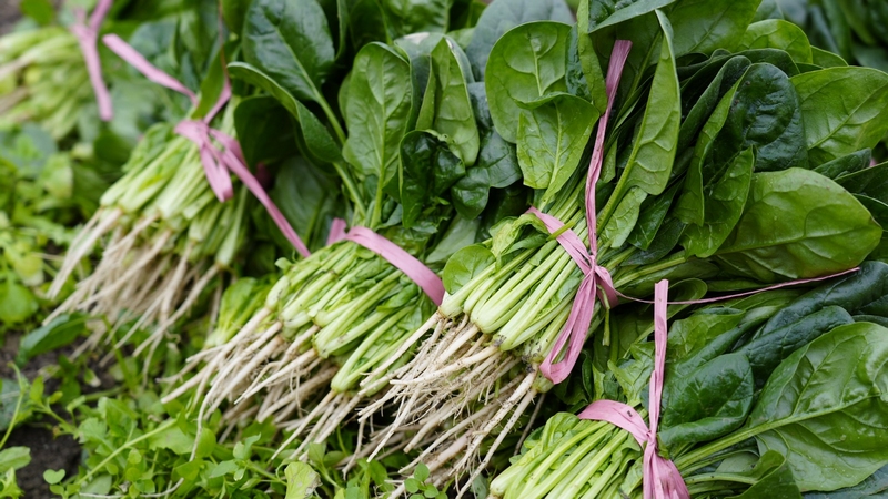 站街鎮杉樹村蔬菜高產示范基地內，采摘的新鮮菠菜。沈建華 攝