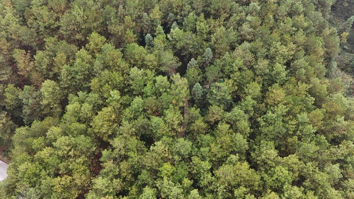 位于石阡縣龍塘鎮森林一角。黎祖艷攝