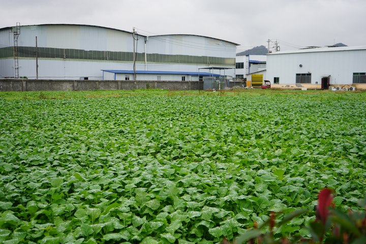 新中一公司正在推廣的油菜品種。