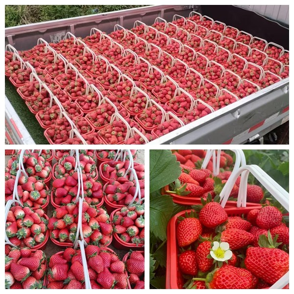 一顆顆鮮紅欲滴的草莓被細心地裝入籃中。文俊入 攝.jpg