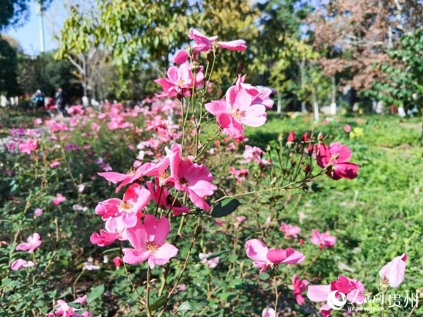 公園內盛開的鮮花。人民網記者 王秀芳攝