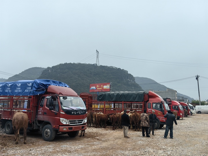 西南宏屠牛羊交易中心開市。