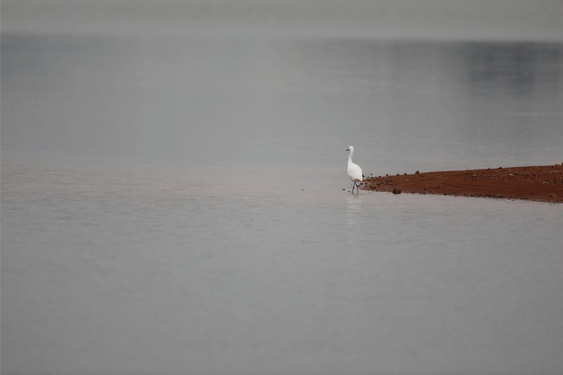 (3)白鷺。沈建華 攝 (2)