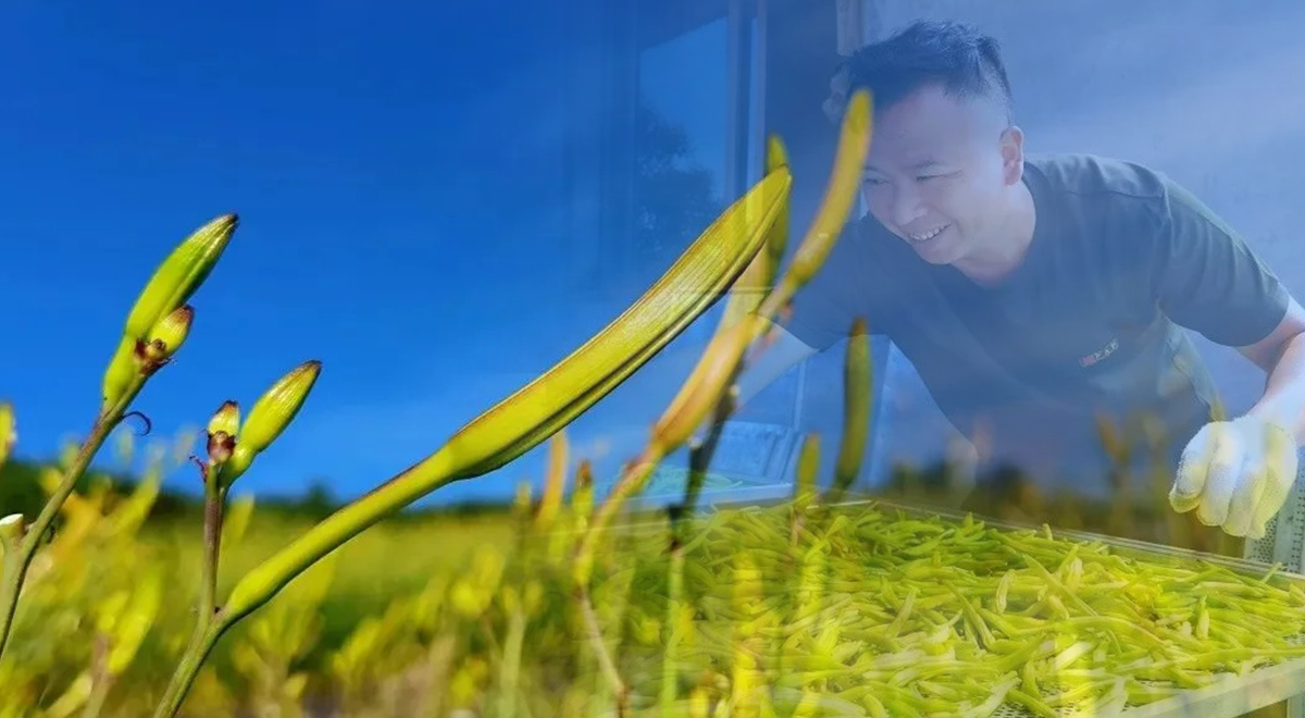 百畝黃花冬種忙，“冬閑田”成“增收田”