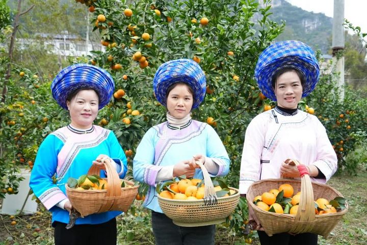 黃果樹旅游區白水鎮郎宮村沃柑成熟上市了。