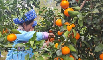 郎宮村：甜蜜沃柑映笑臉 鄉村振興路正寬黃果樹旅游區白水鎮郎宮村的沃柑種植已經有四年的發展歷程。從最初的200畝，發展到現在的600畝，種植面積不斷擴大，產量也在逐年提升……