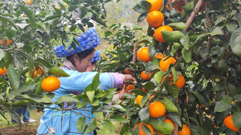 村民們正忙著采摘沃柑。