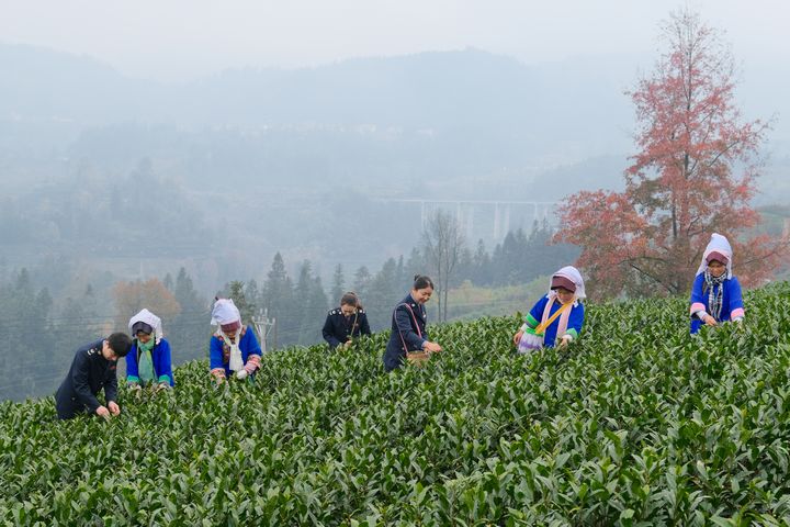 普安縣稅務局志愿者在節假日到該局鄉村振興聯系點細寨村幫助家中無勞力的村民搶摘早茶。劉蘇慶攝