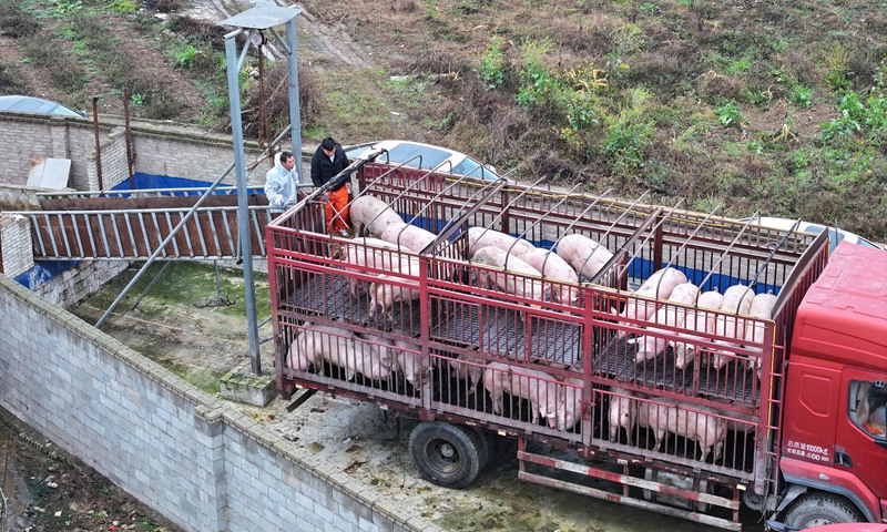 “代養模式”生豬出欄 助力鄉村全面振興。