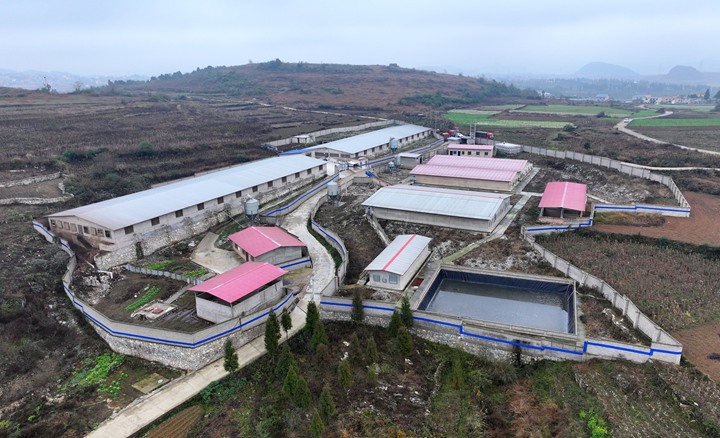 “代養模式”生豬出欄 助力鄉村全面振興。