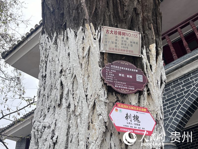 百歲大槐樹上掛著認養牌。配備日常管護人及時發現隱患，促進樹木健康生長。人民網 陳潔泉攝