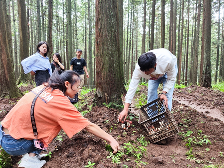 赫章縣水塘堡鄉水塘林場，工人在采摘赤松茸。