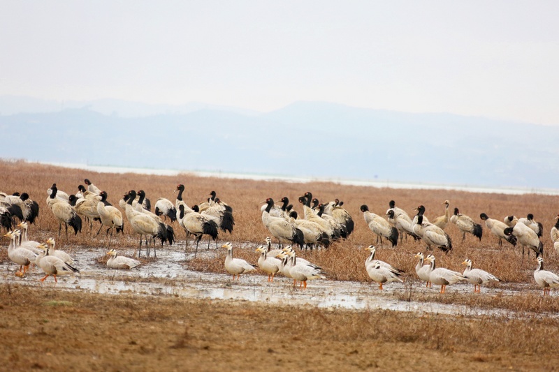 1月14日，大批黑頸鶴正在威寧草海溫家屯棲息地覓食和休息。
