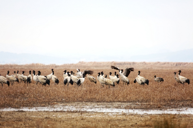 1月14日，大批黑頸鶴正在威寧草海溫家屯棲息地嬉戲休息，翩翩起舞。