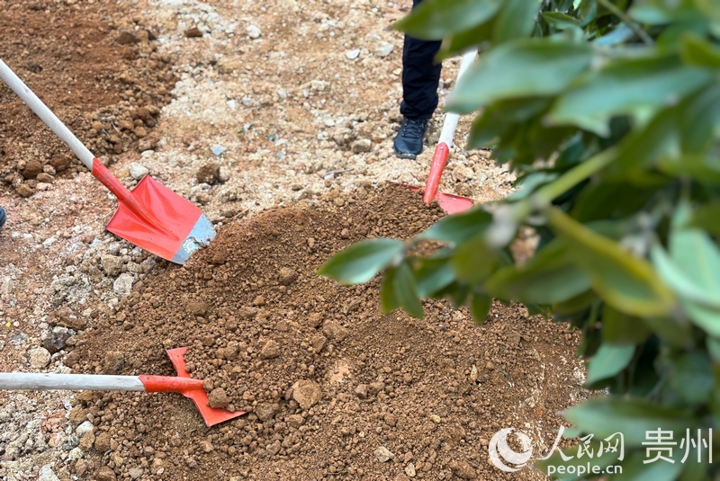 貴州省2025年義務植樹現場。人民網記者 高華攝.jpg