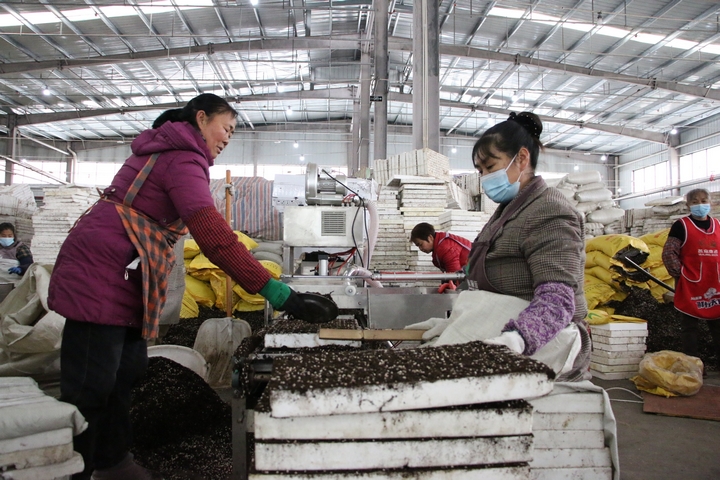 圖為貴州印江經開區的印江梵凈紅食品有限公司播種車間內，60余名工人在4臺全自動育苗機旁緊密配合進行辣椒育苗。  梅亞軍攝  (3).jpg