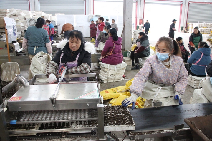 圖為貴州印江經開區的印江梵凈紅食品有限公司播種車間內，60余名工人在4臺全自動育苗機旁緊密配合進行辣椒育苗。 梅亞軍攝