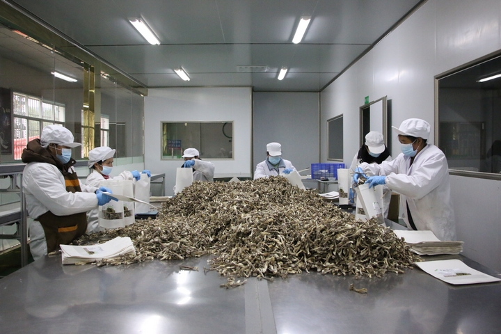 2月5日，貴州印江經開區的貴州樂趣電子商務有限公司食用菌包裝車間里，工人們正在加緊包裝一批發往中煤集團的禮盒訂單。 梅亞軍攝