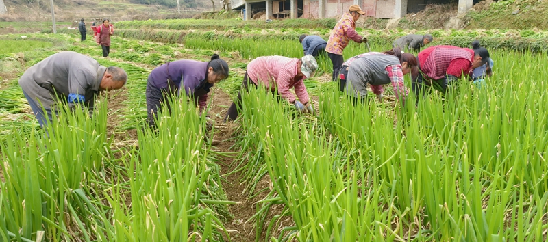 1、香蔥采收現場。.jpg