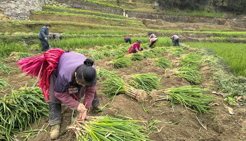 香蔥采收現場。