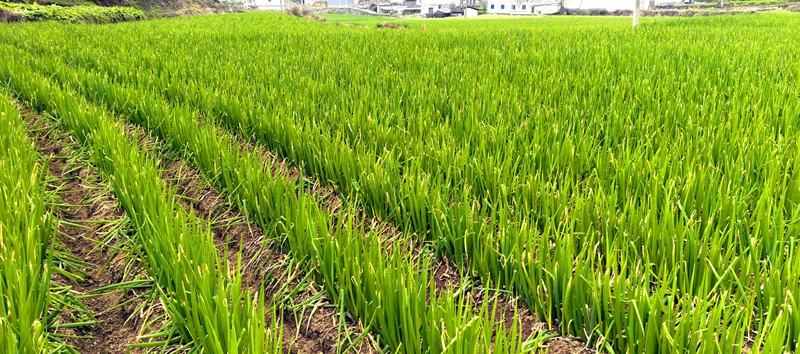 香蔥采收現場。