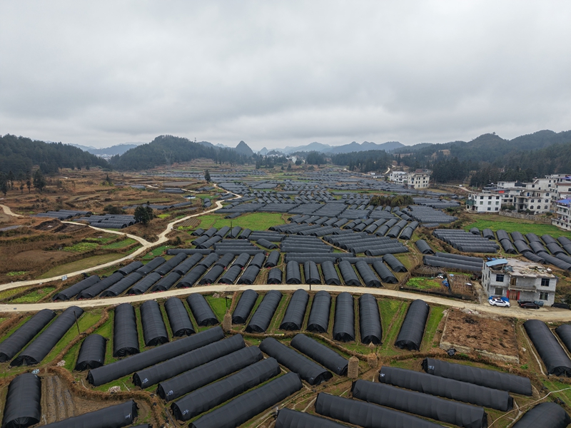 三都縣5000畝羊肚菌首批采摘 遠銷馬來西亞 (7).JPG