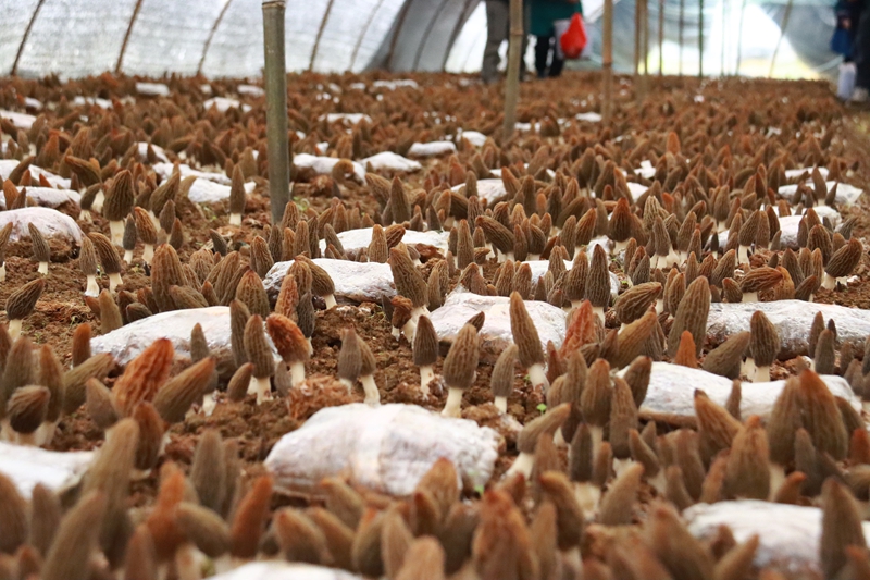 三都縣5000畝羊肚菌首批采摘，遠銷馬來西亞。