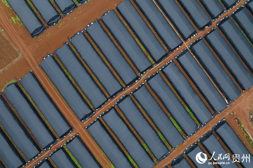 航拍羊肚菌種植基地內的大棚。人民網記者 涂敏攝